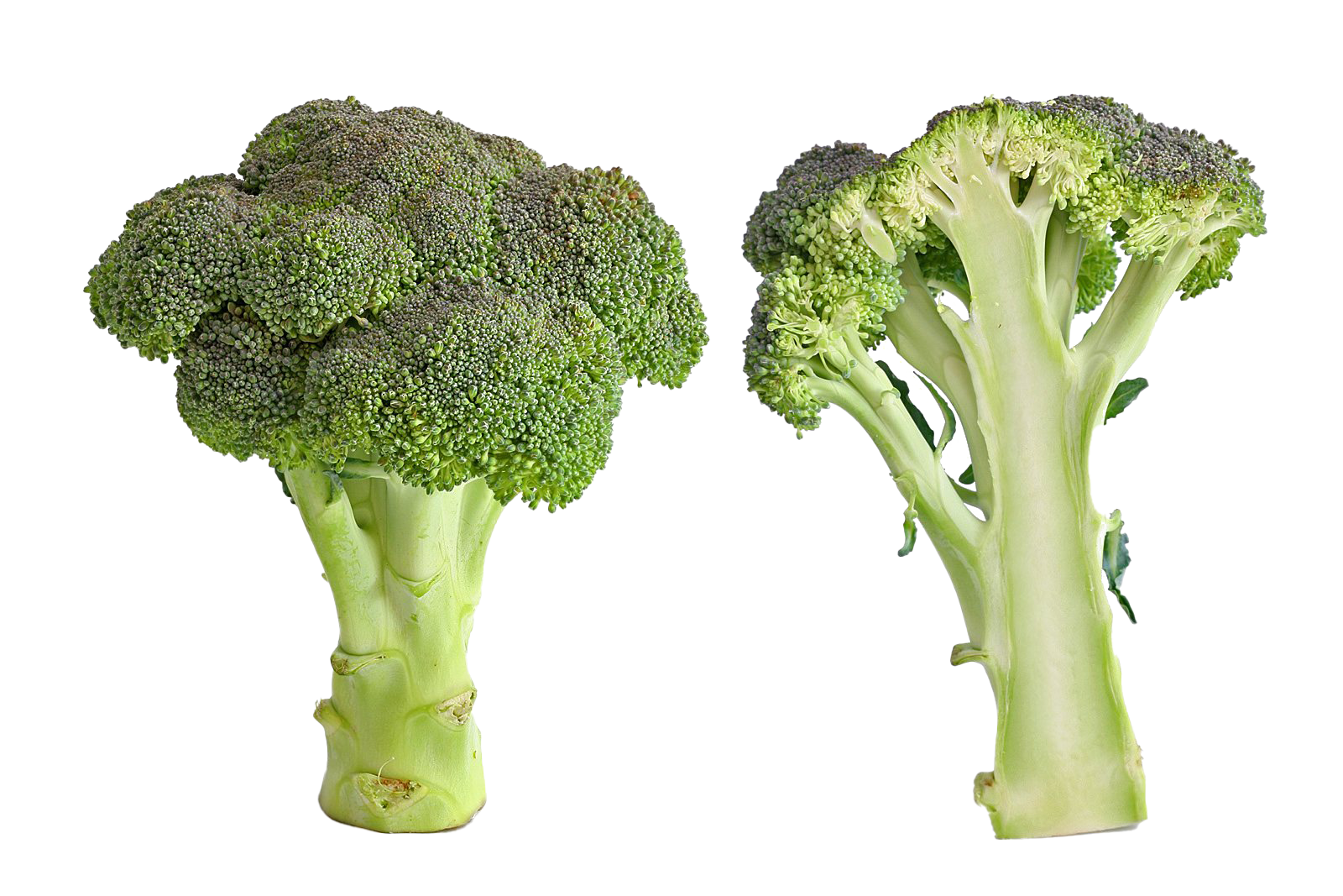 Green broccoli PNG Image