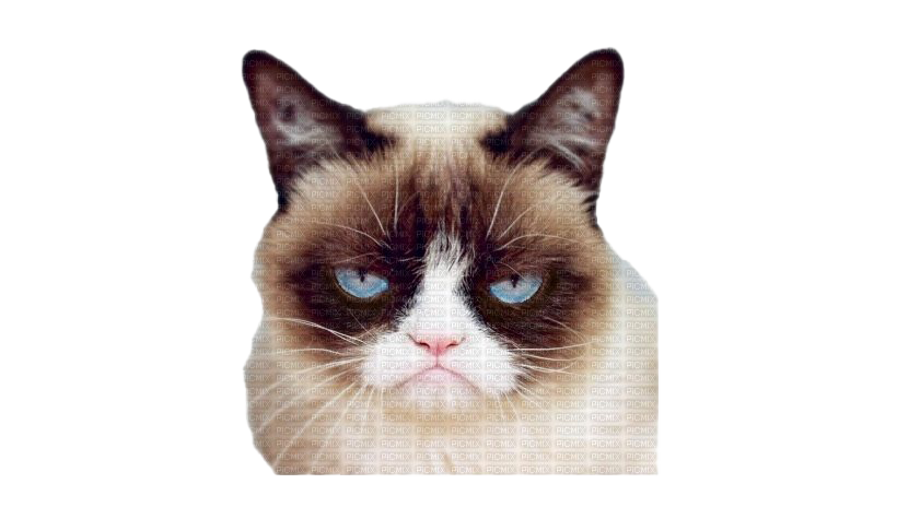 Grumpy Cat Face PNG Pic