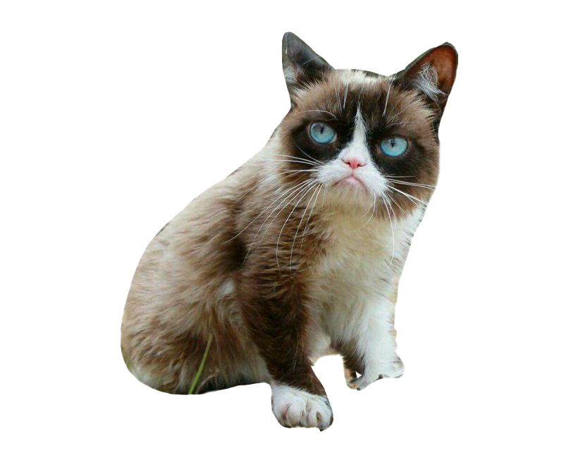 Сердитый кот PNG картина