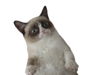 Grumpy Cat Transparent Images PNG