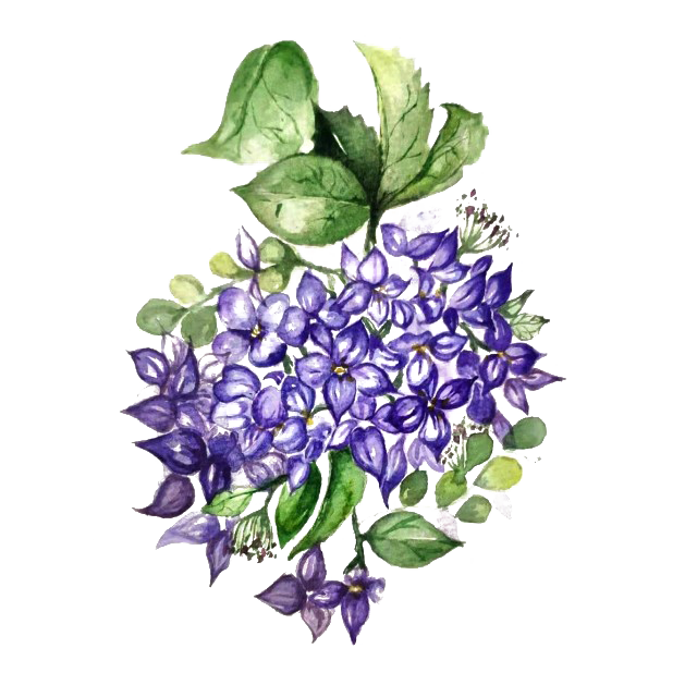 Hydrangea Background PNG