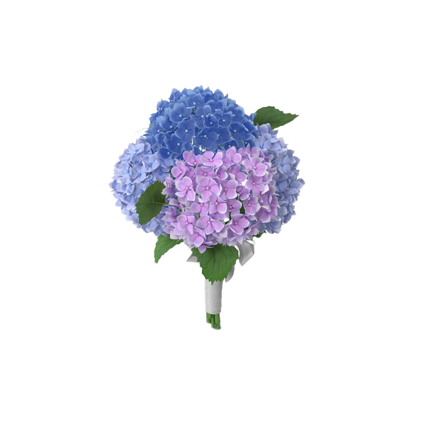 Ortensia flower PNG Clipart