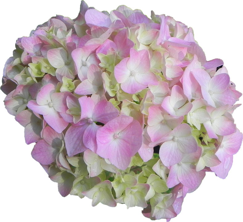 Hydrangea Flower PNG File