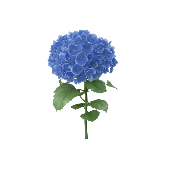 Hydrangea Flower PNG Image