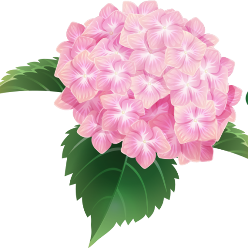 Immagine Trasparente del fiore del fiore dellortensia