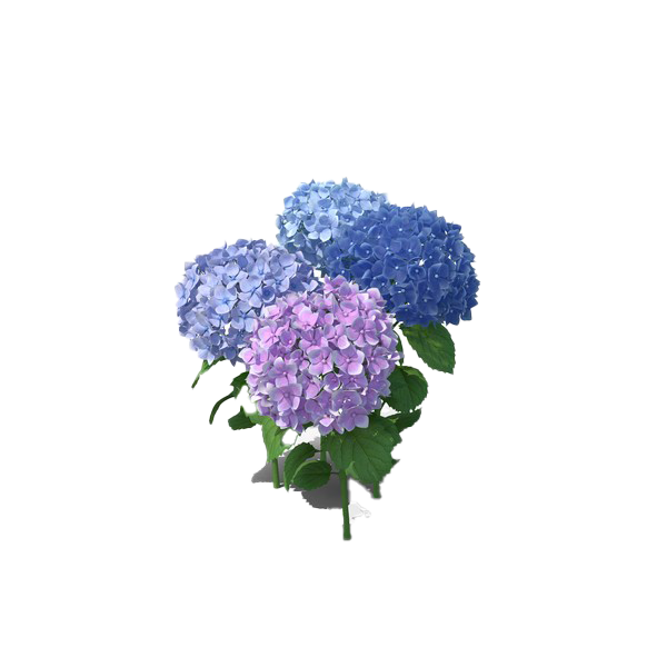 Flor de hortênsia transparente PNG