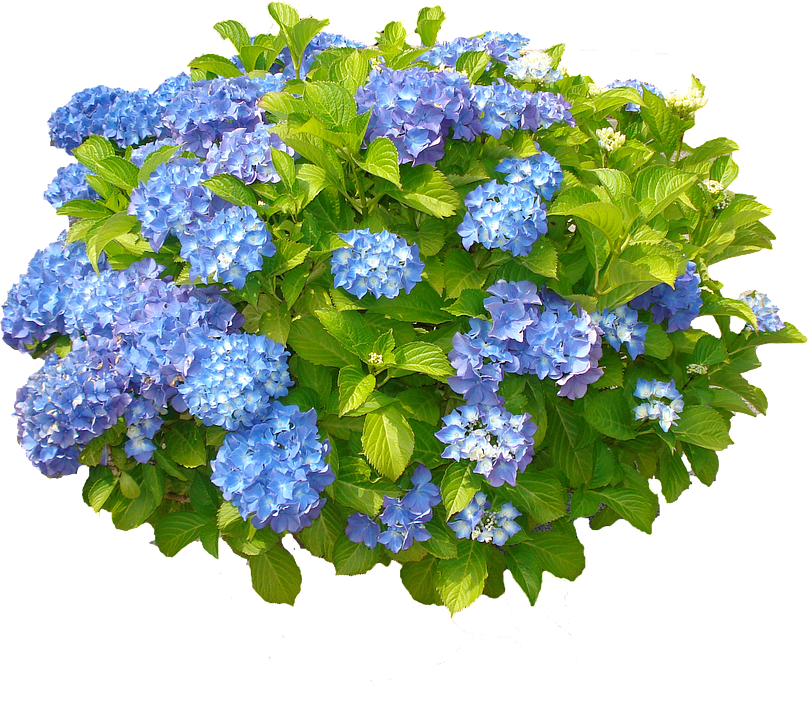 Hydrangea PNG Free Download