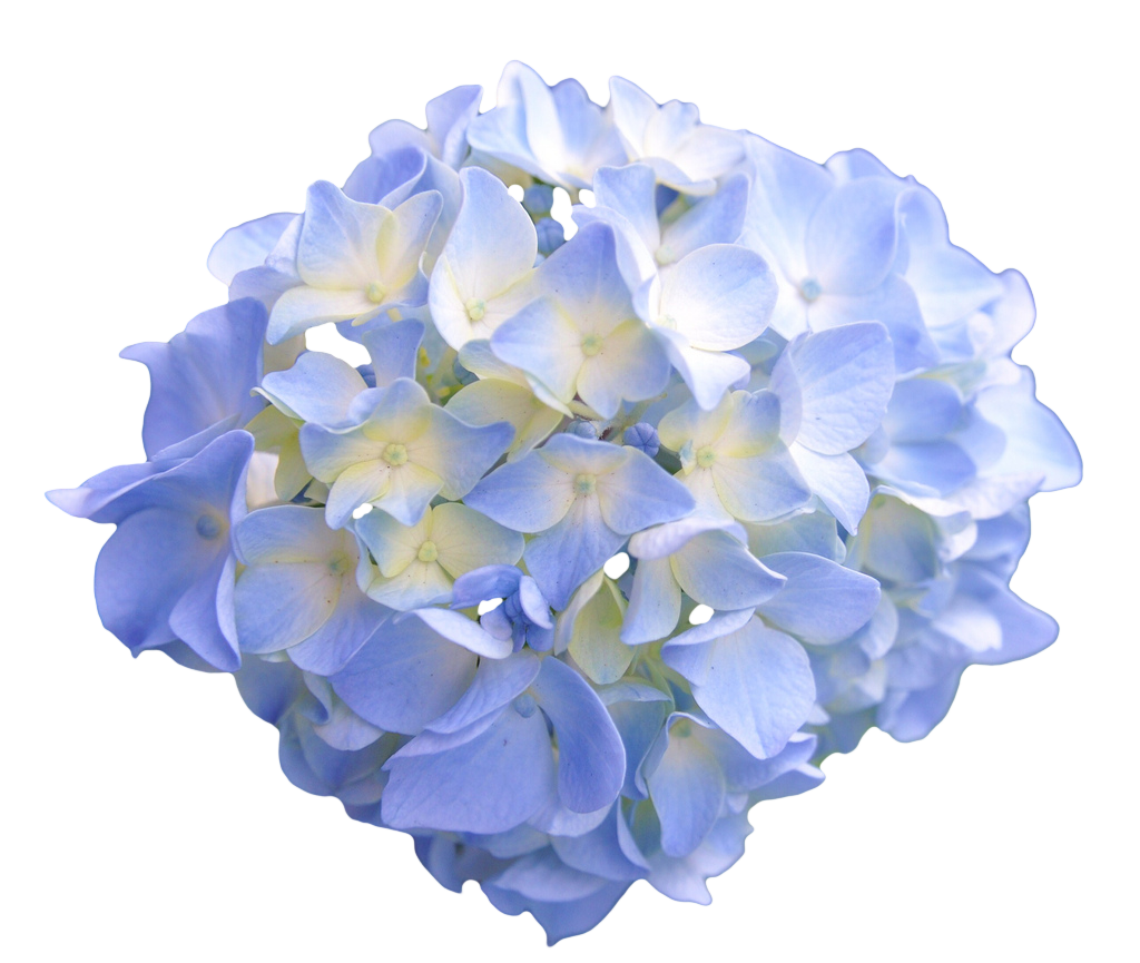 Hydrangea PNG Pic