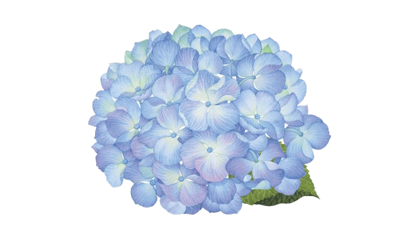 Hydrangea PNG Picture