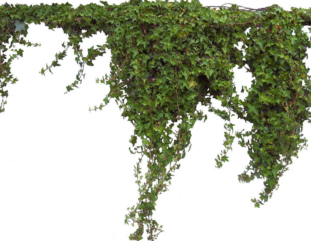 Ivy PNG Pic
