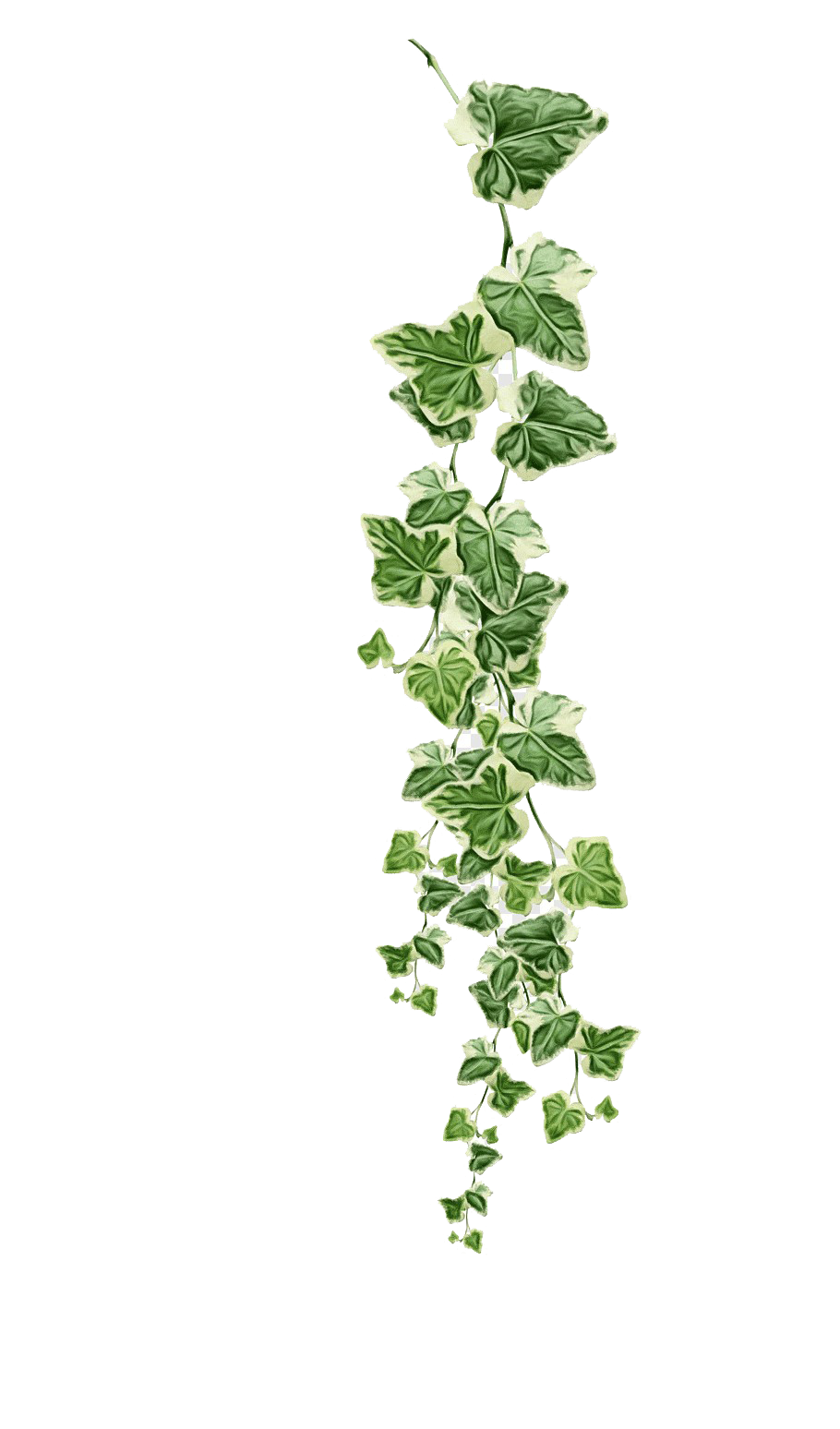 Ivy Vine PNG Transparent Image