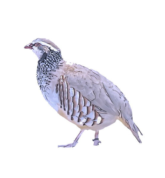 Partridge PNG Background Image