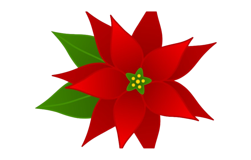 Poinsettia PNG Image
