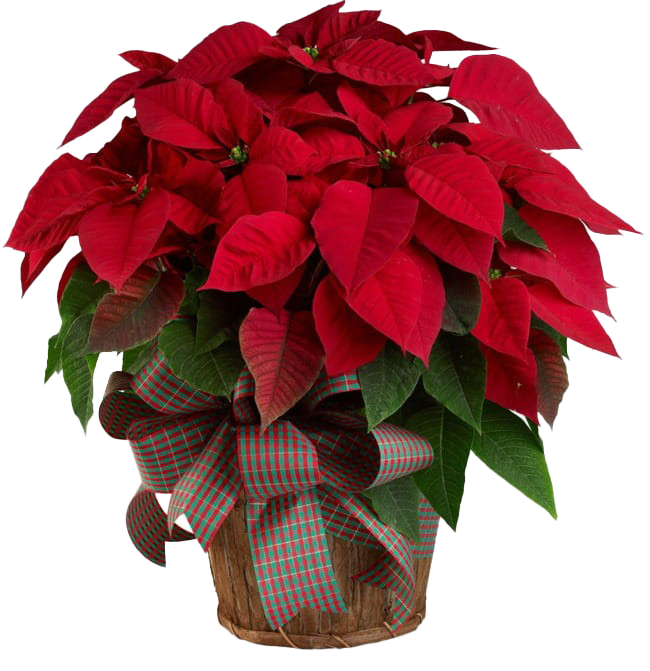 Poinsettia PNG Pic