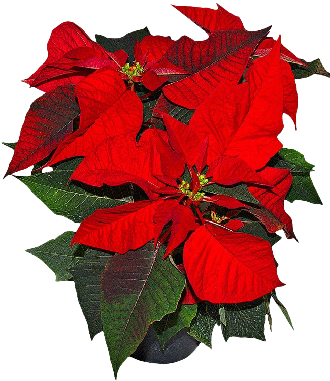 Poinsettia PNG Picture