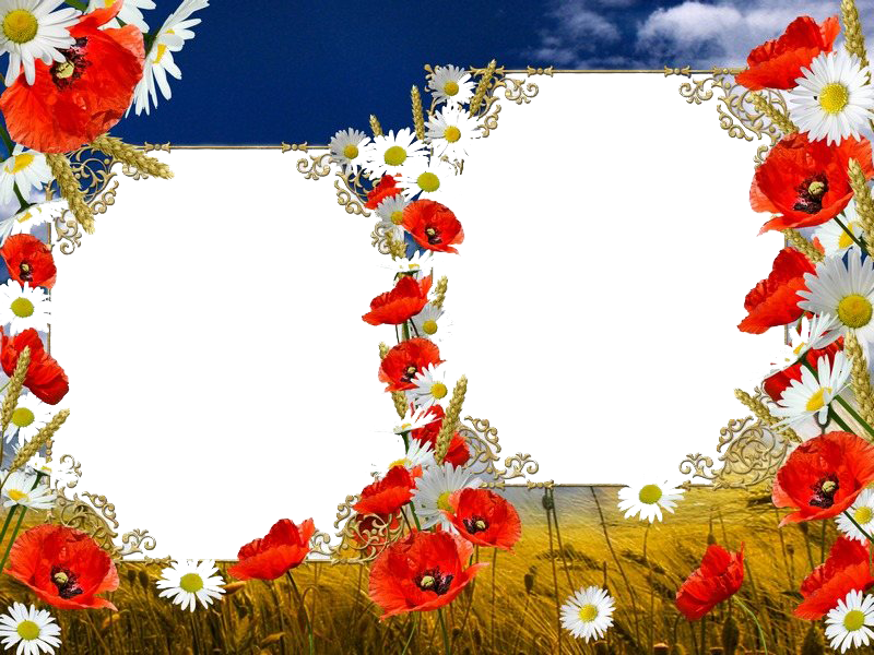 Poppy Flower Frame PNG File