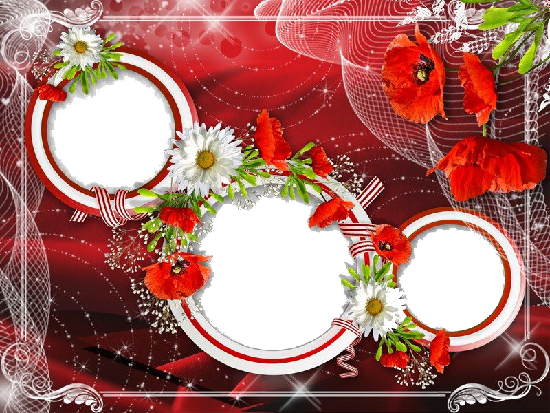 Poppy Flower Frame PNG Image