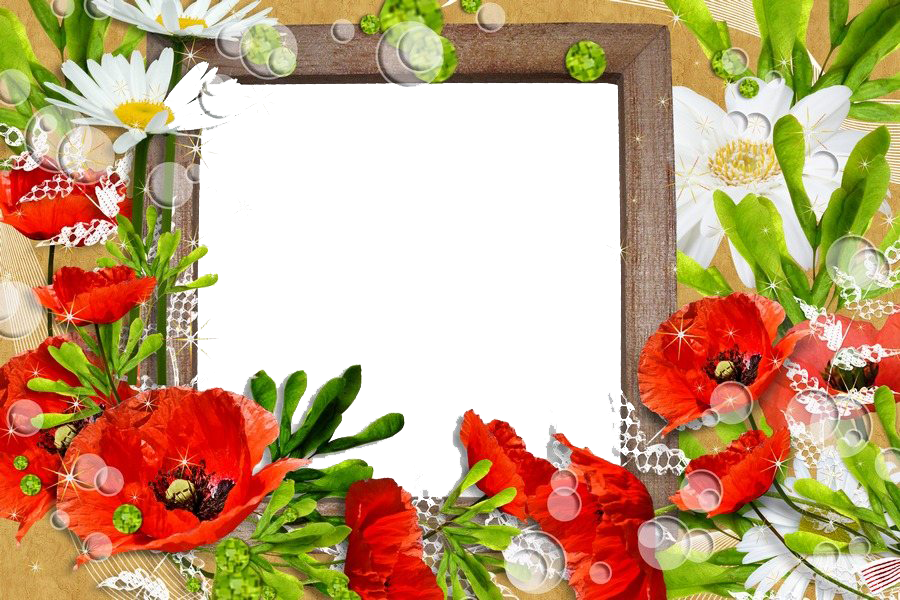 Poppy Flower Frame PNG Photos
