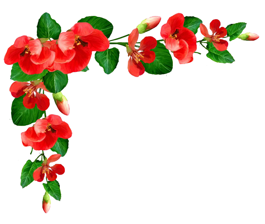 Poppy Flower Frame PNG Picture