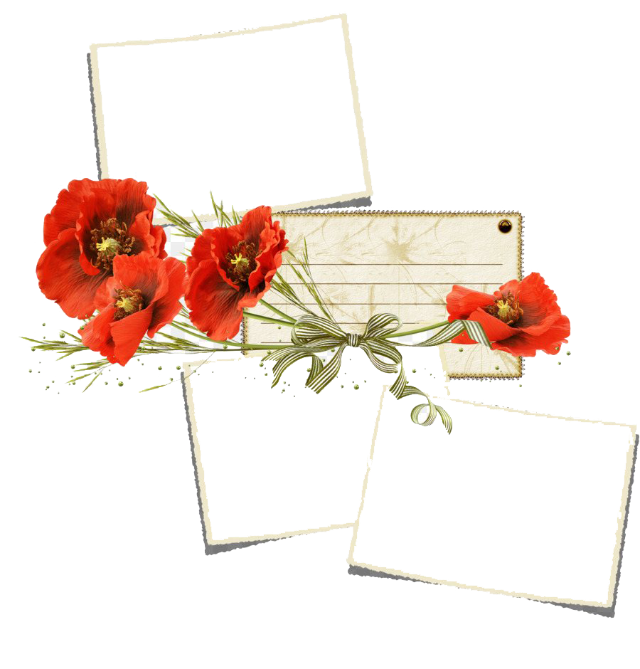 Poppy Flower Frame PNG Transparent