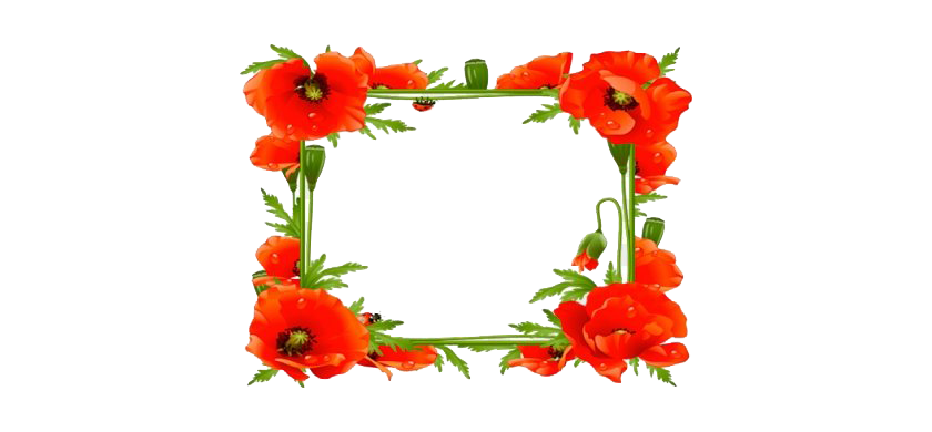 Poppy Flower Frame Transparent PNG