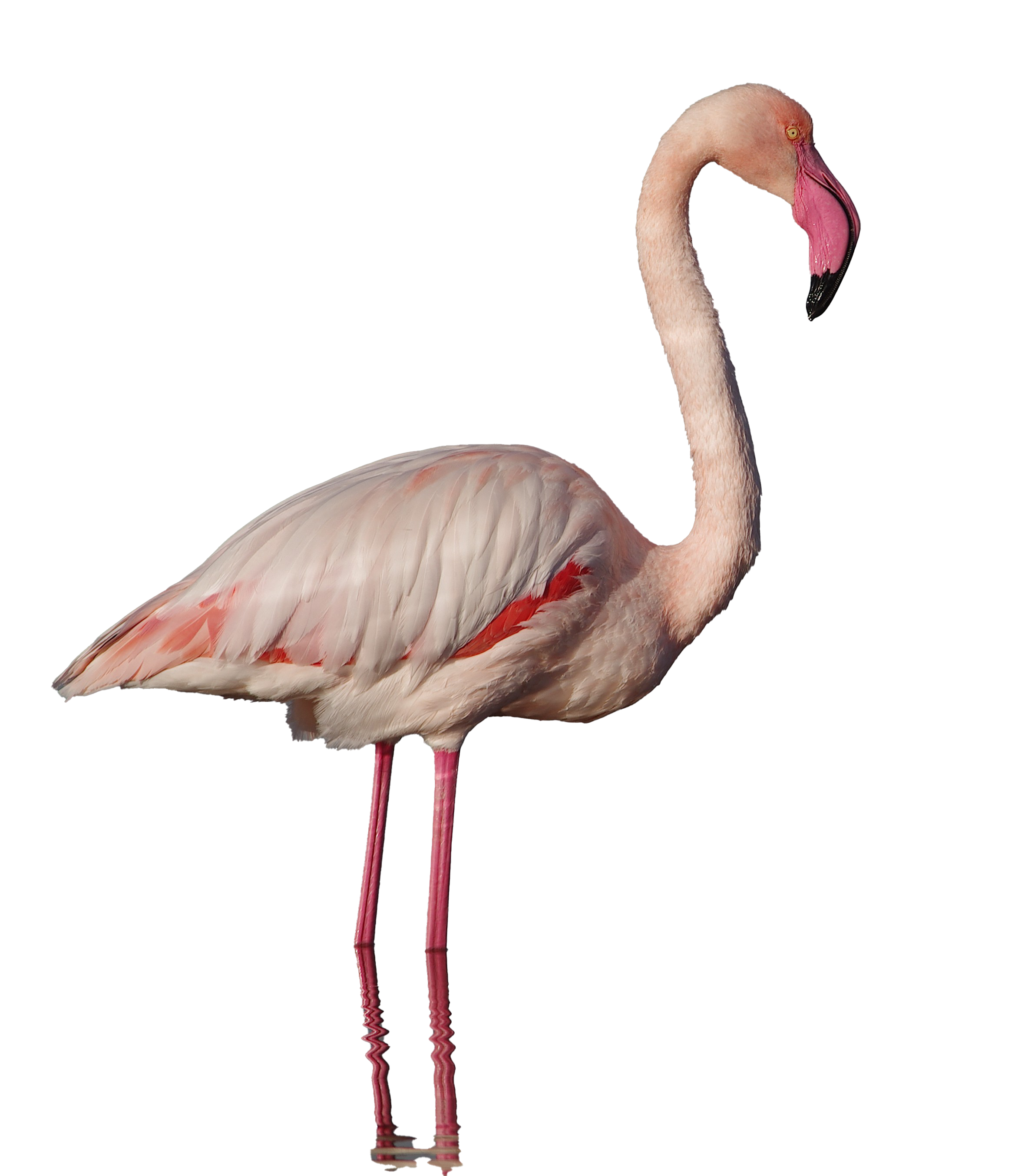 Real Flamingo PNG Clipart