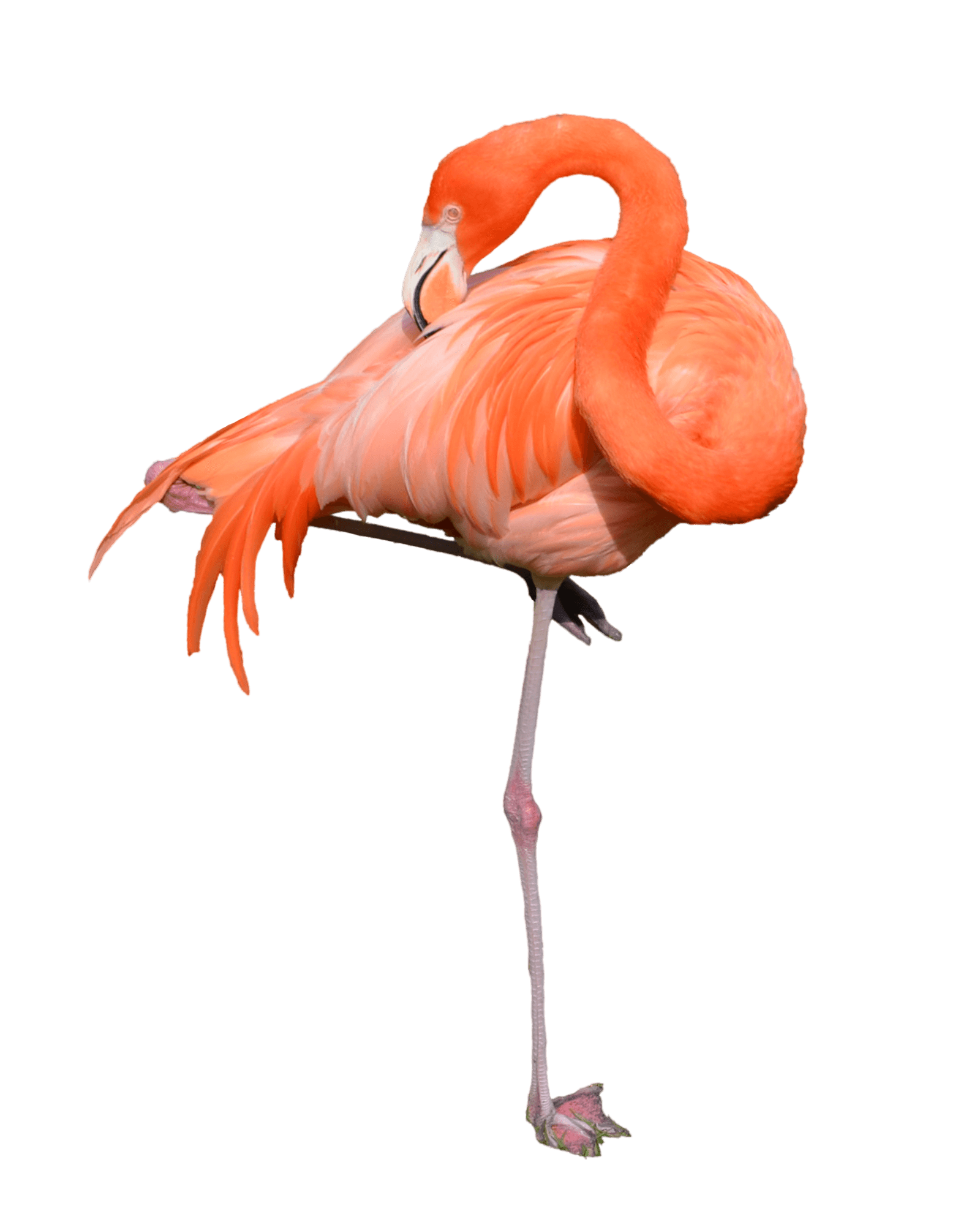 Real Flamingo PNG File