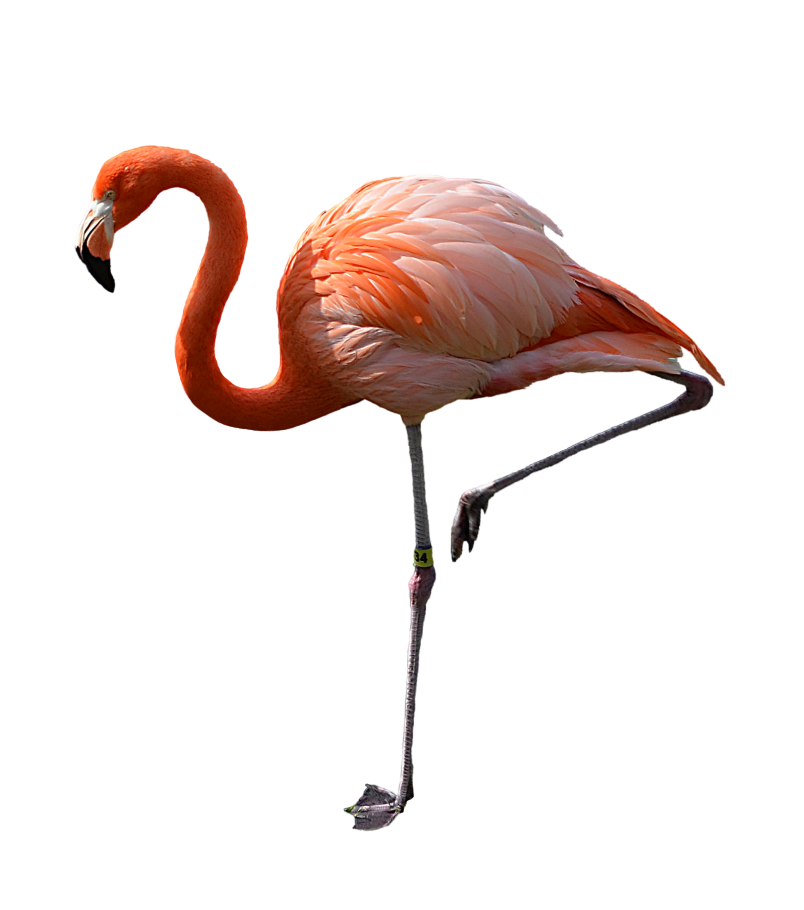 Real Flamingo PNG Image