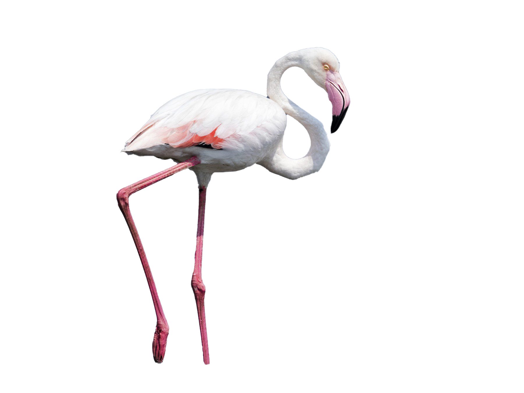 Real Flamingo PNG Photos