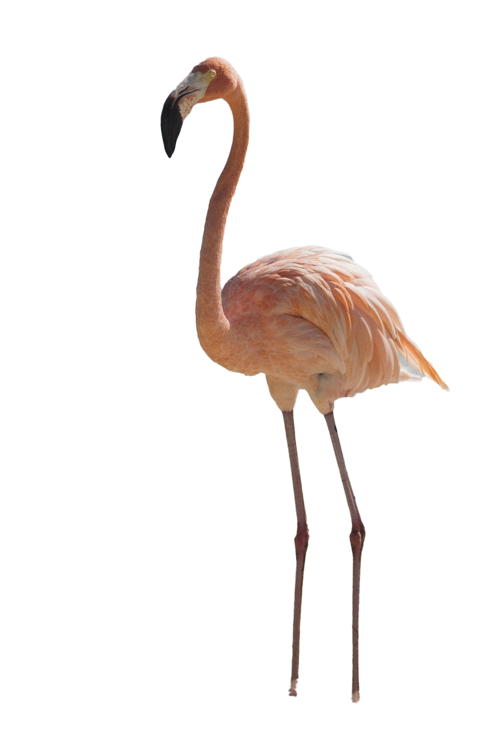 Real Flamingo PNG Pic