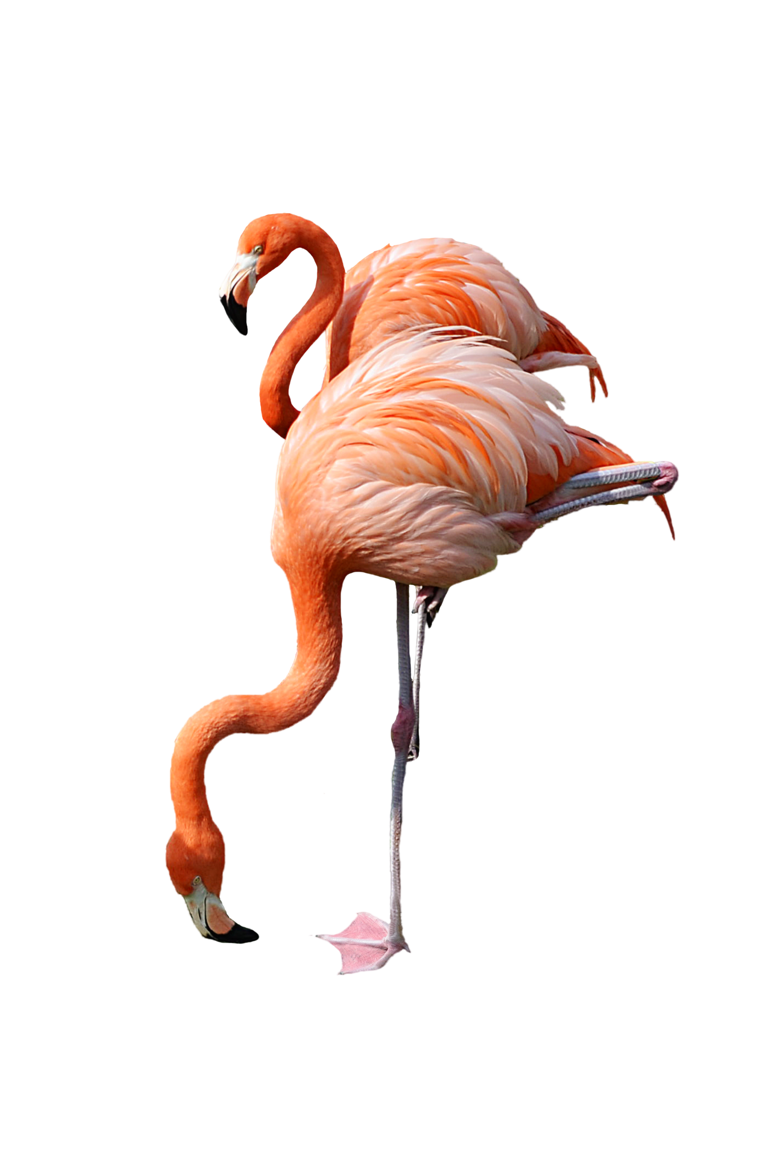 Real Flamingo PNG Transparent Image