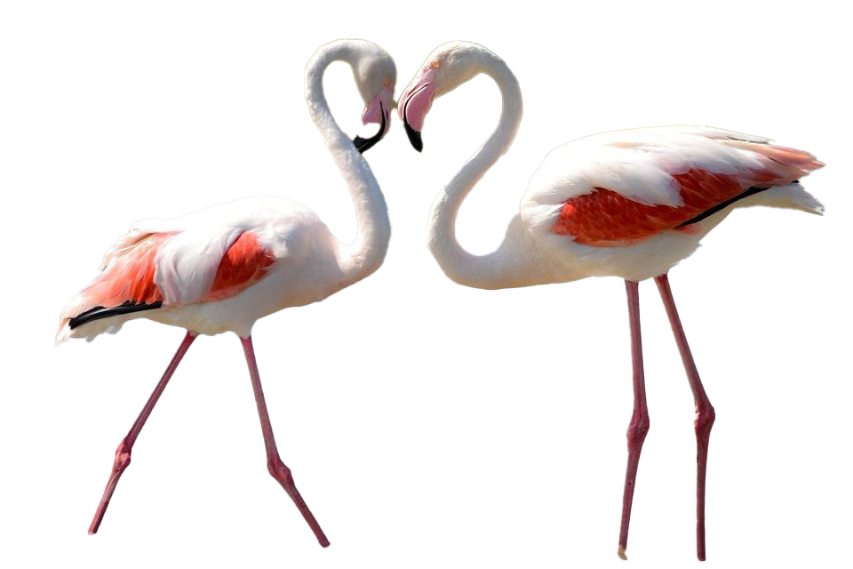 Real Flamingo Transparent Background