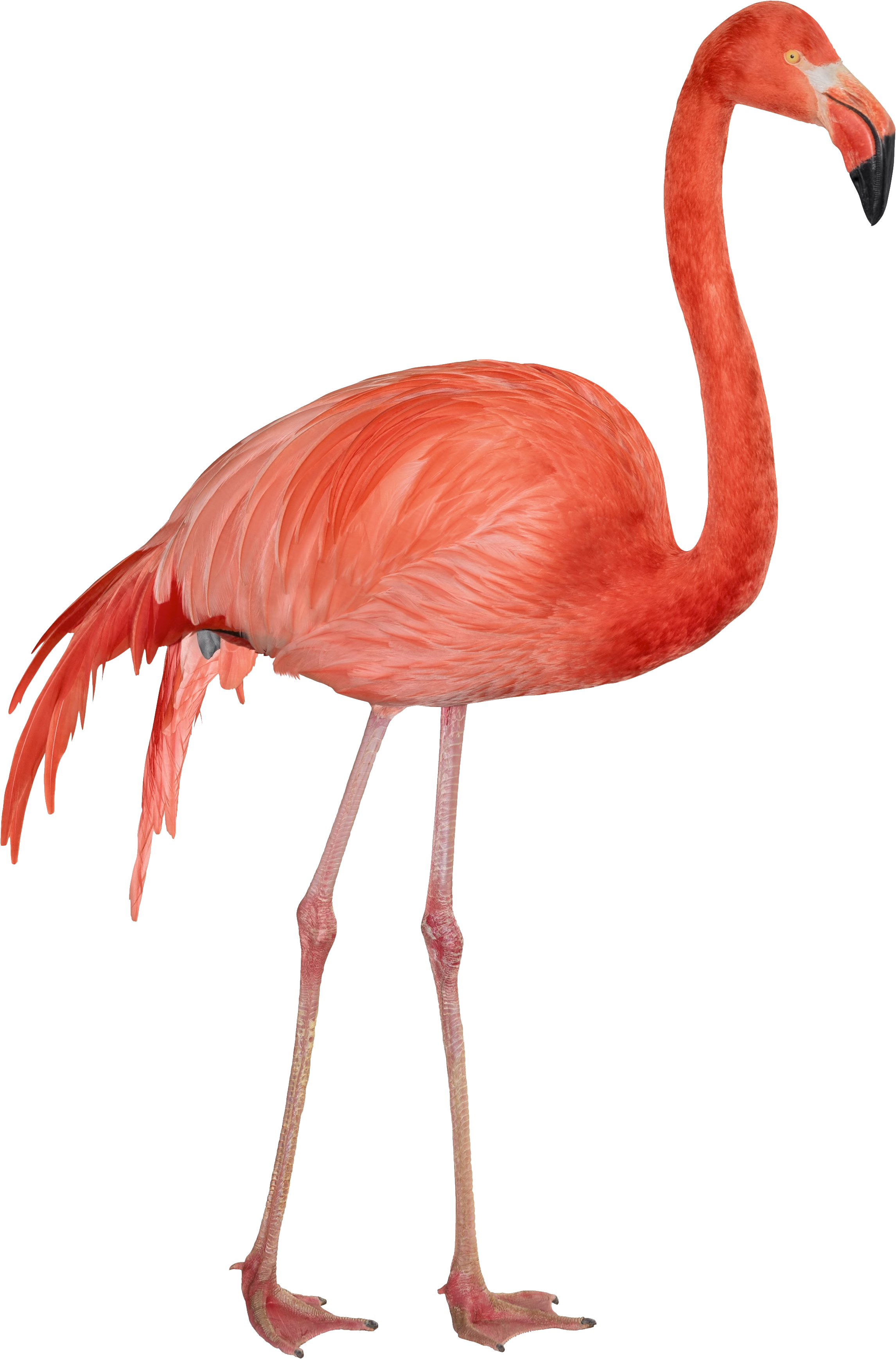 Real Flamingo Transparent PNG