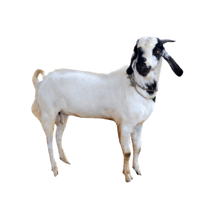 White Goat PNG Kostenloser Download