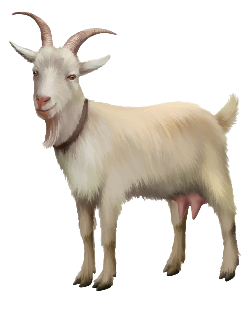 White Goat PNG Photos