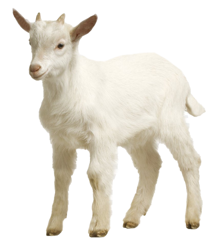 White Goat PNG Picture