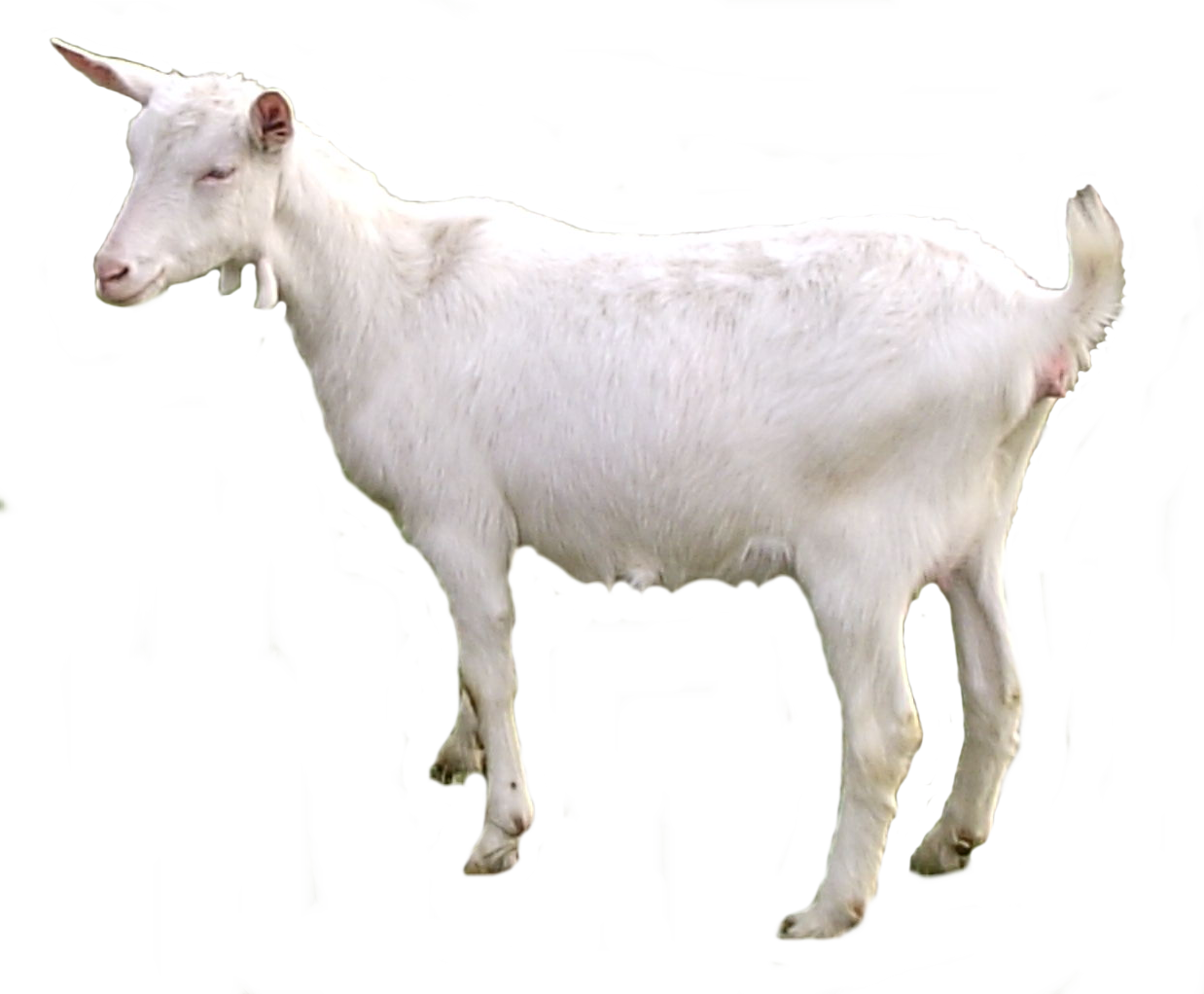 White Goat PNG Transparent Image