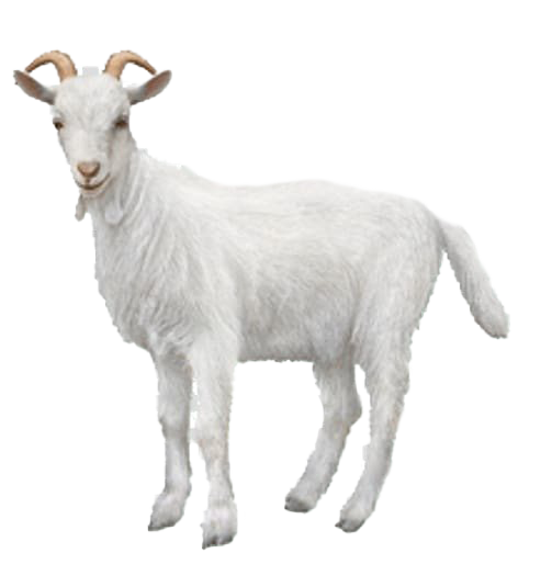 White Goat Transparent Background