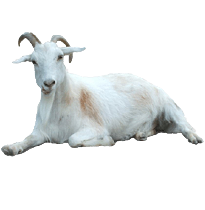 White Goat Transparent PNG