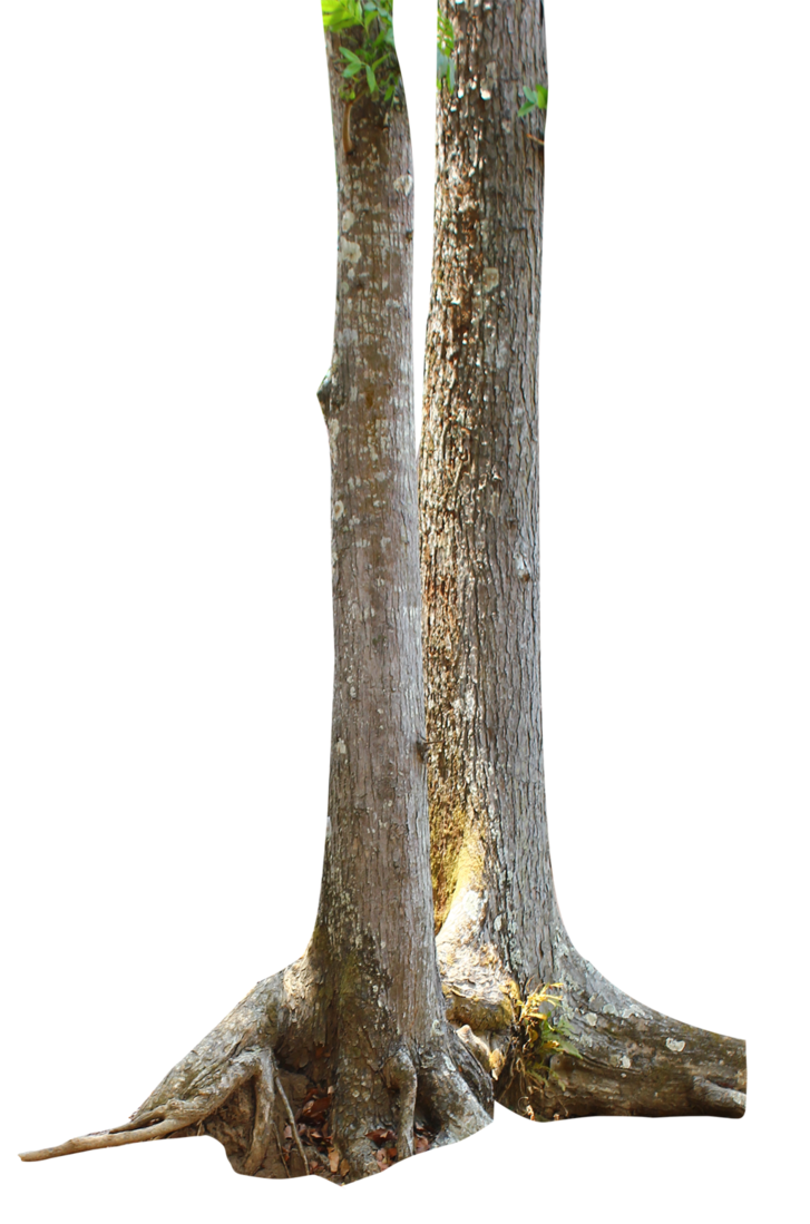 Tronco de árvore de ramo PNG clipart