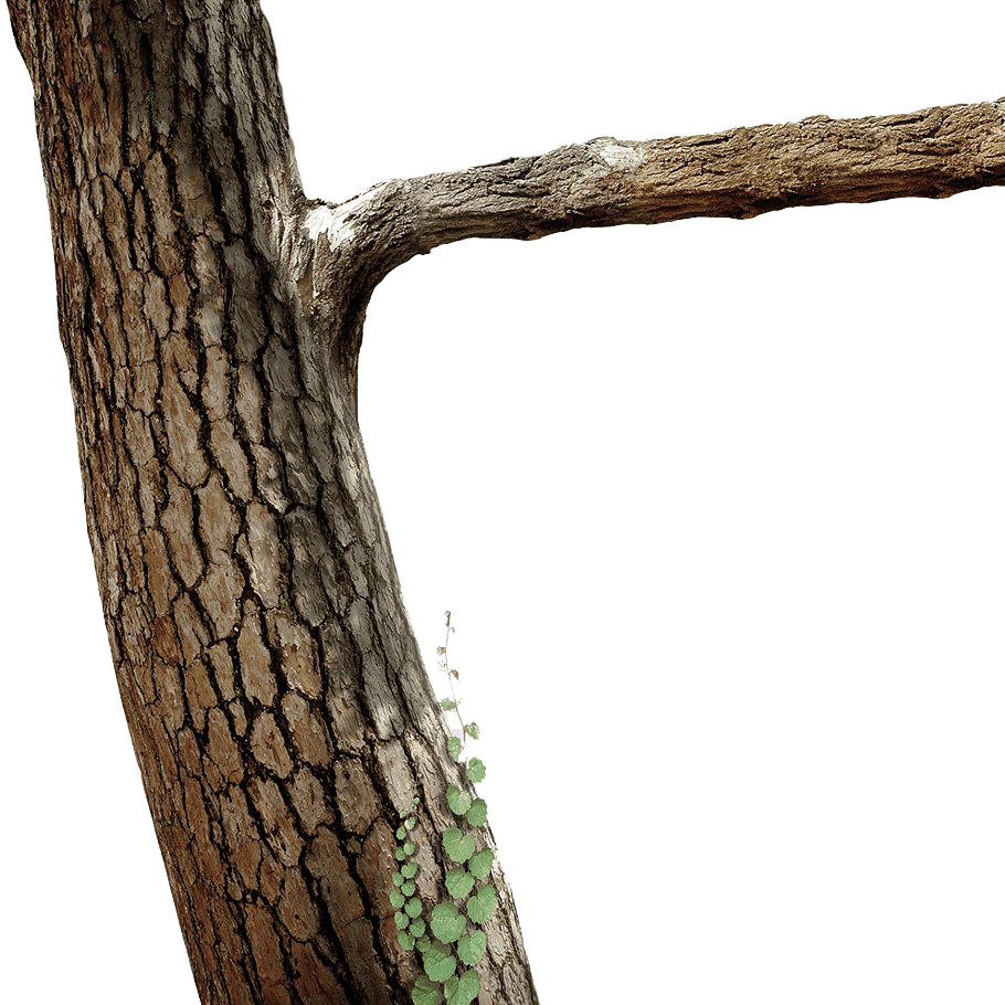 Branch Tree Trunk PNG File