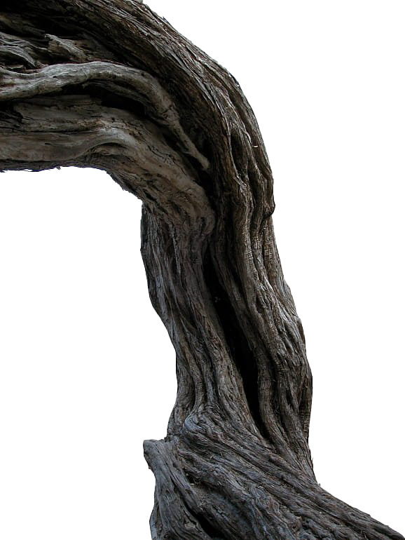 Branch Tree Trunk PNG Pic