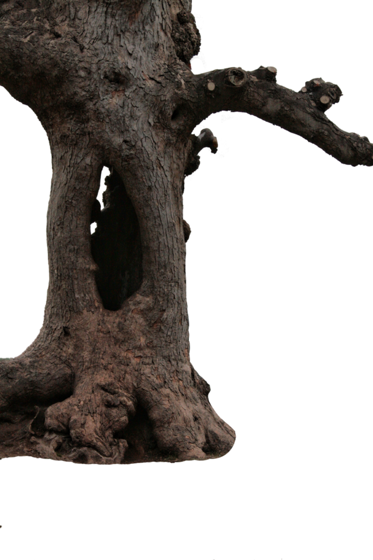 Imagem transparente do tronco de árvore do ramo PNG
