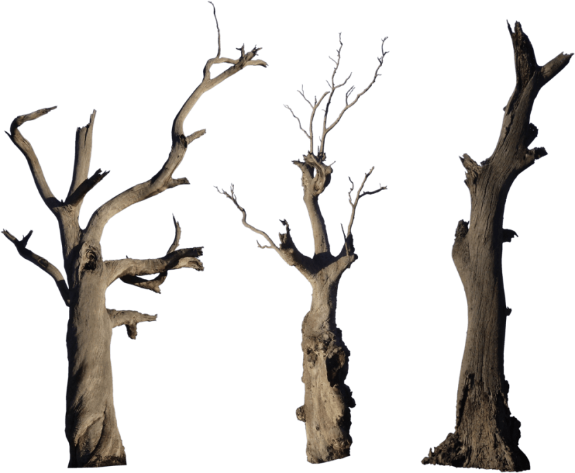 Branch Tree Trunk Transparent PNG