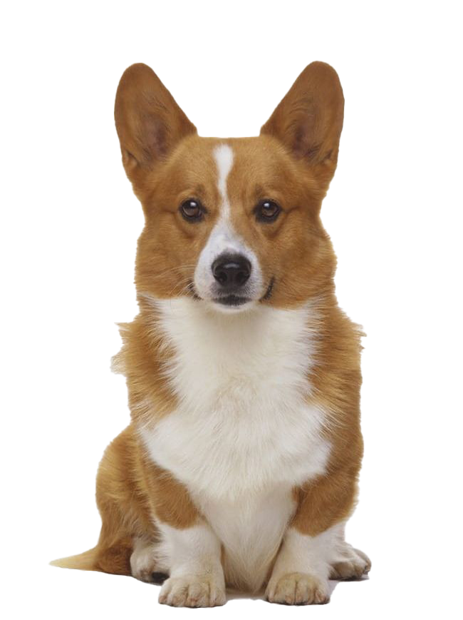 Cute Corgi Dog PNG Transparent Image
