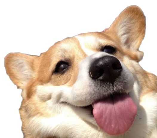 Cute Corgi Dog Transparent Background