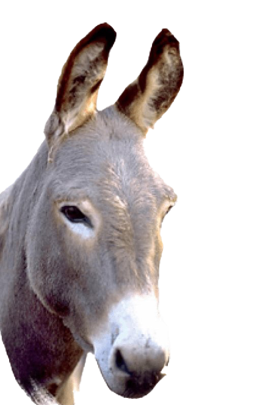 Donkey PNG Image