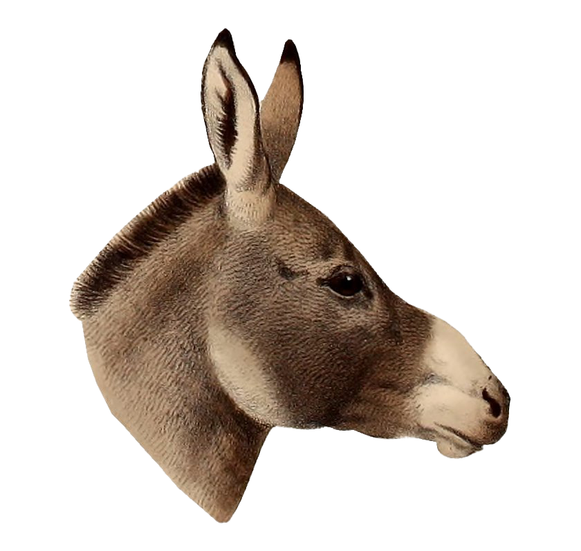 Donkey PNG Pic
