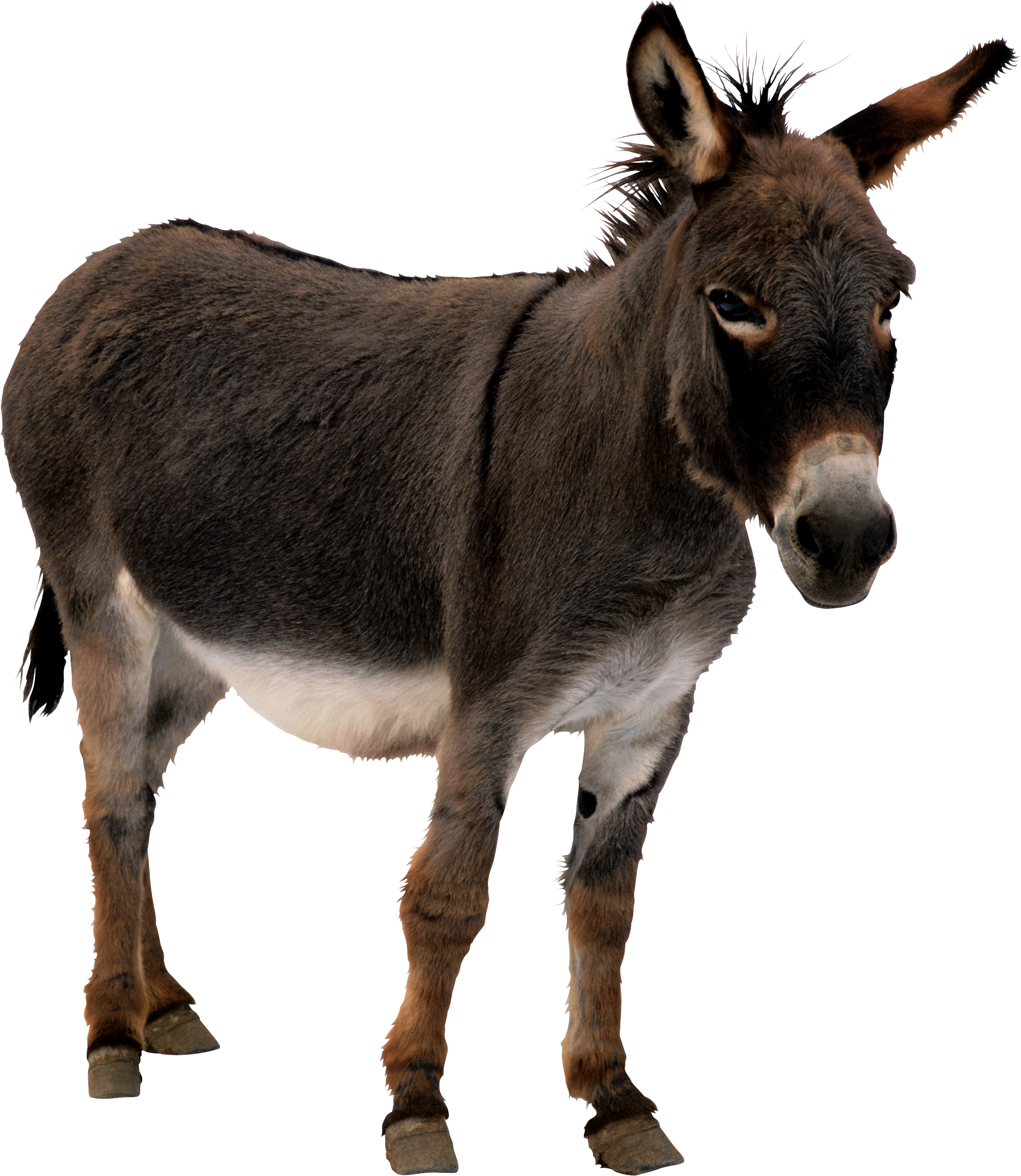 Donkey PNG Transparent Picture
