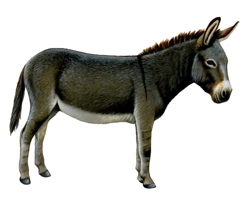 Donkey Transparent PNG